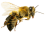 bee (1)